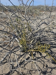 Phoradendron brachystachyum, photograph (c) Erick Vélez Sánchez, some rights reserved (CC BY)