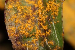 Pucciniastrum epilobii