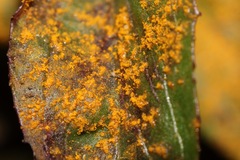 Pucciniastrum epilobii