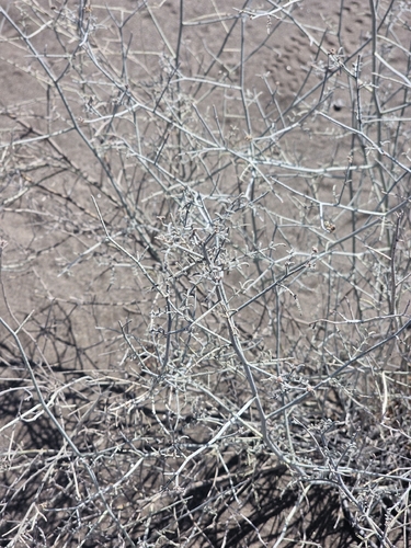Psorothamnus emoryi, photograph 2