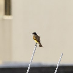 Pitangus sulphuratus