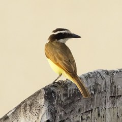 Pitangus sulphuratus