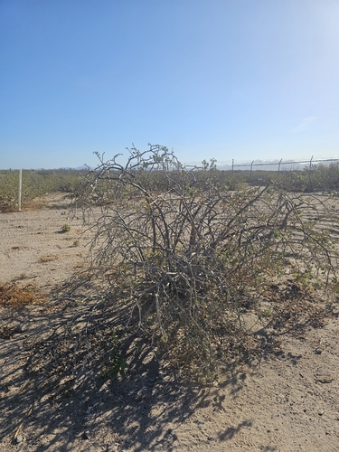 Jatropha cinerea, photograph 4