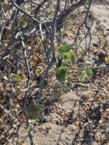 Jatropha cinerea, photograph 5