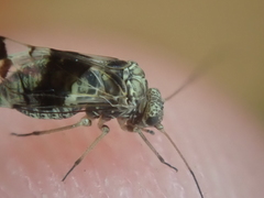 Stenopsocidae
