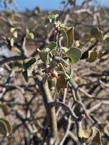 Jatropha cinerea, photograph 6