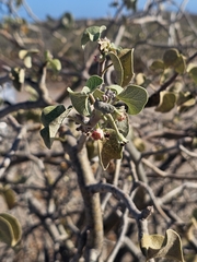 Jatropha cinerea, photograph (c) Erick Vélez Sánchez, some rights reserved (CC BY)