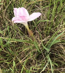 Zephyranthes drummondii