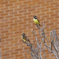 Pitangus sulphuratus