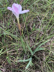 Zephyranthes drummondii