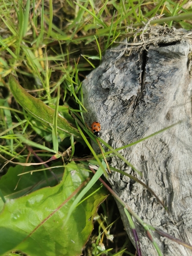Seven-spotted Lady Beetle