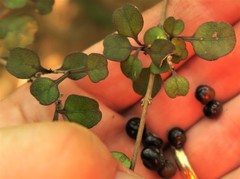 Coprosma spathulata spathulata
