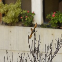 Pitangus sulphuratus