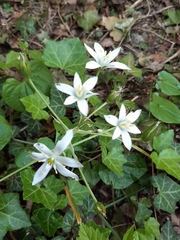 Ornithogalum umbellatum