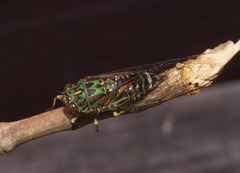 Amphipsalta zelandica