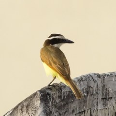 Pitangus sulphuratus