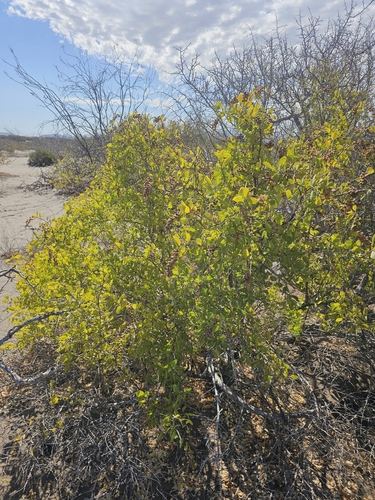 Stegnosperma halimifolium, photograph 3