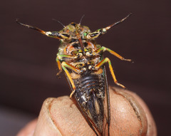 Amphipsalta zelandica