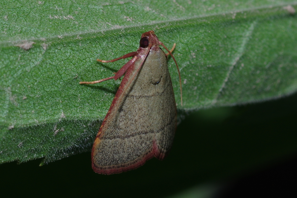 Hay Point Pests Hayworms from 中国上海市徐汇区华泾镇 on May 23, 2026 at 09:04 PM by 小戴菊 · iNaturalist