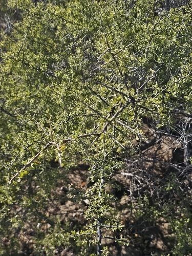 Condalia globosa, photograph 6
