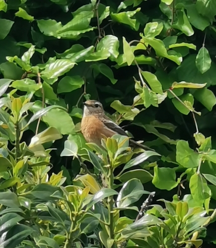 European Stonechat
