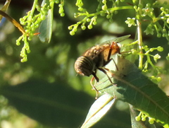 Eristalodes