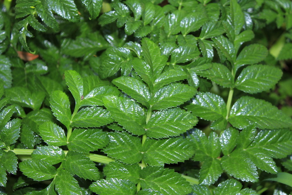 Portuguese angelica