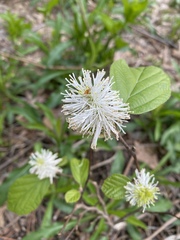 Fothergilla