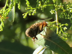 Eristalodes