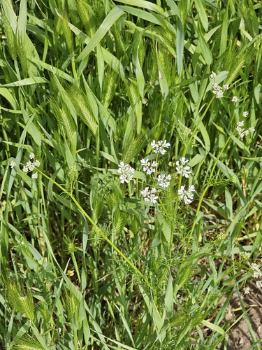Bifora radians, photograph 4