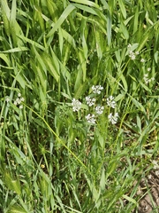 Bifora radians, photograph author not stated, no rights reserved