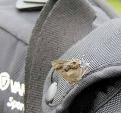 Rubroserrata ecbatana