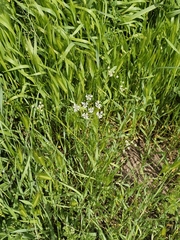 Bifora radians, photograph author not stated, no rights reserved