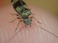 Stenopsocidae