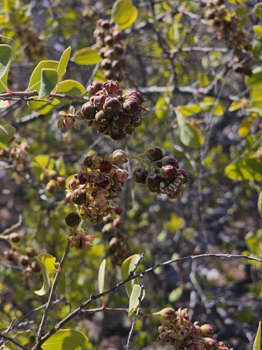 Stegnosperma halimifolium, photograph 5