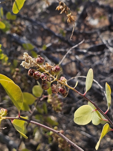 Stegnosperma halimifolium, photograph 6