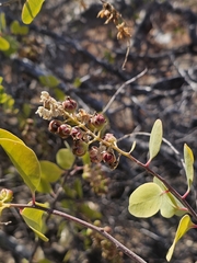 Stegnosperma halimifolium, photograph (c) Erick Vélez Sánchez, some rights reserved (CC BY)