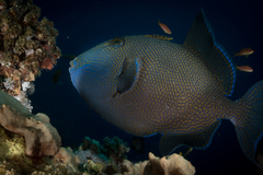 Pseudobalistes fuscus