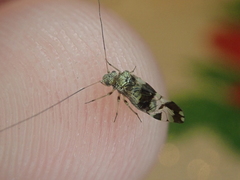 Stenopsocidae
