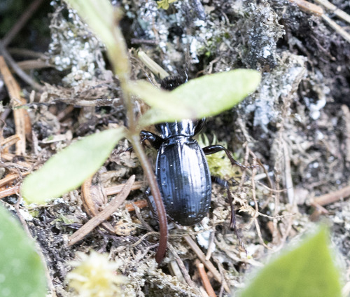 Tanythrix edura