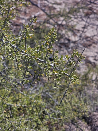 Condalia globosa, photograph 5