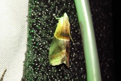 Acrobasis demotella