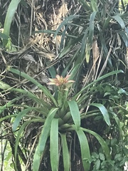 Guzmania lingulata