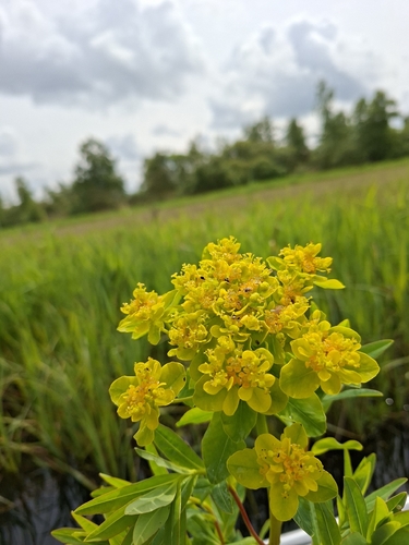 Marsh Spurge
