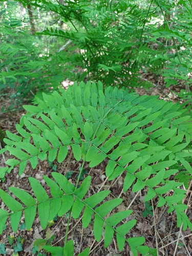 European royal fern