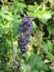 Delphinium fissum