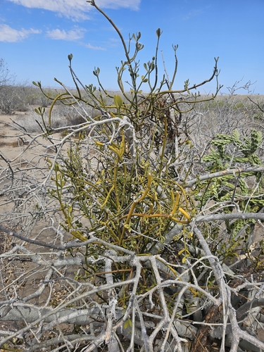 Phoradendron brachystachyum