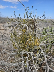 Phoradendron brachystachyum