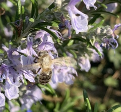Apis mellifera
