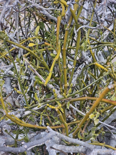 Phoradendron brachystachyum, photograph 2